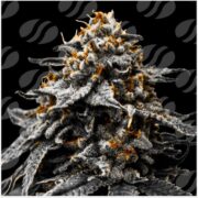 happy life grow shop