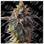 happy life grow shop