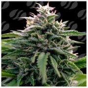 happy life grow shop