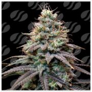 happy life grow shop