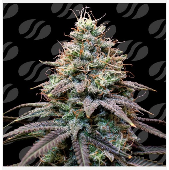 FumePop Auto - Original Sensible Seeds happy life grow shop