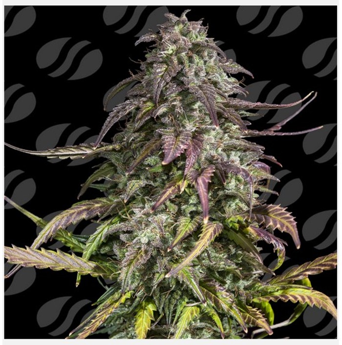 Melon Mosh Auto - Original Sensible Seeds