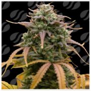 happy life grow shop