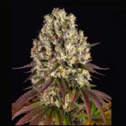 happy life grow shop