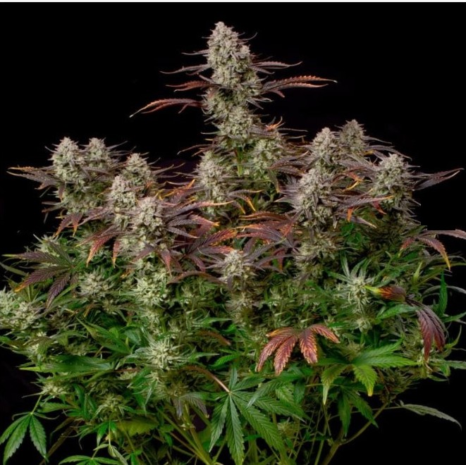 Alien Gas XXL AUTO - SILENT SEEDS 2 happy life grow shop