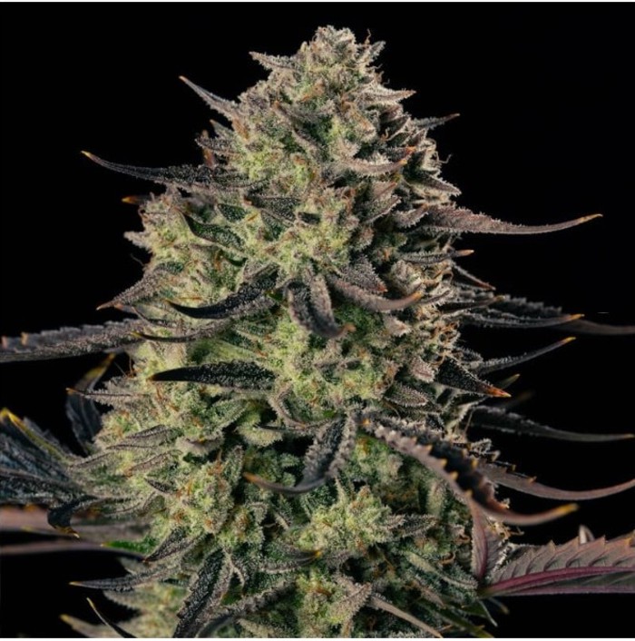 Alien Gas XXL AUTO - SILENT SEEDS happy life grow shop
