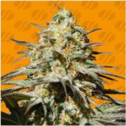 happy life grow shop