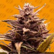 happy life grow shop