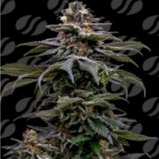 happy life grow shop