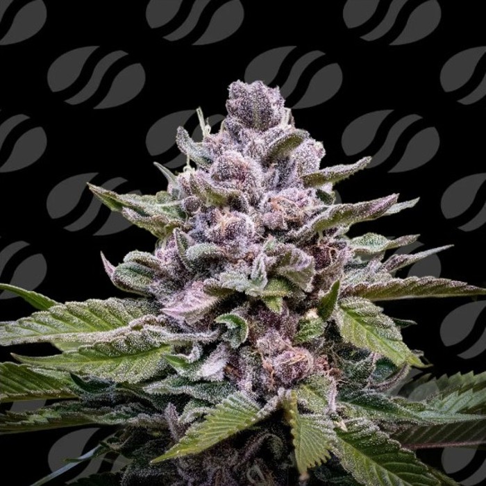 Zoapaya Auto Strain