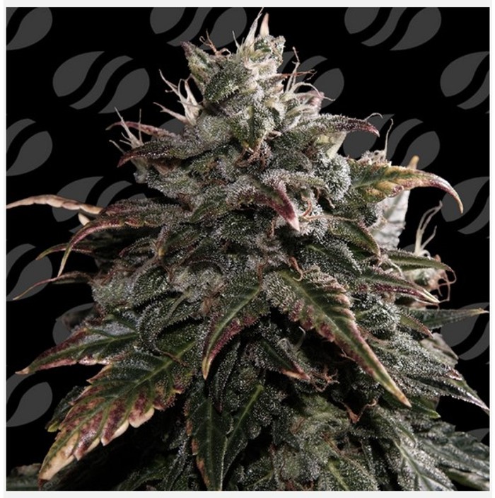 Papaya Stank - Original Sensible Seeds