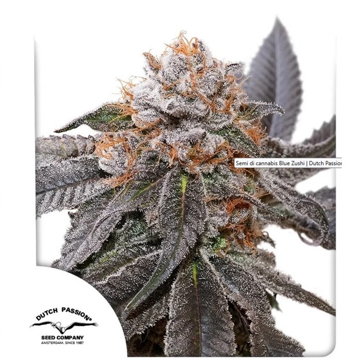 Blue Zushi - Dutch Passion