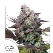 happy life grow shop rovigo