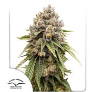 happy life grow shop rovigo