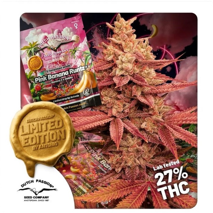 DUTCH PASSION - PINK BANANA RUNTZ FEM - 5 SEMI - LIMITED EDITION