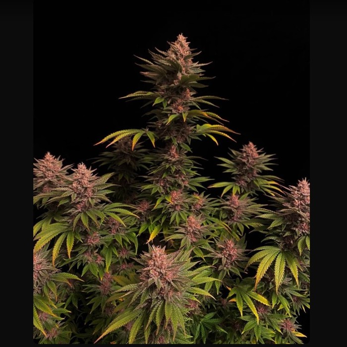 FAST BUDS - PURPLE LEMONADE FF FEM