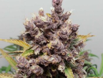 Cosa sono le foxtails della cannabis e come gestirle?