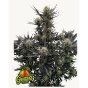 happy life grow shop rovigo