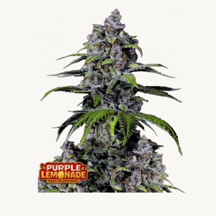 Immagine 2026-02-28 180944