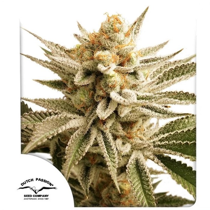 Lemon Z - Dutch Passio_2