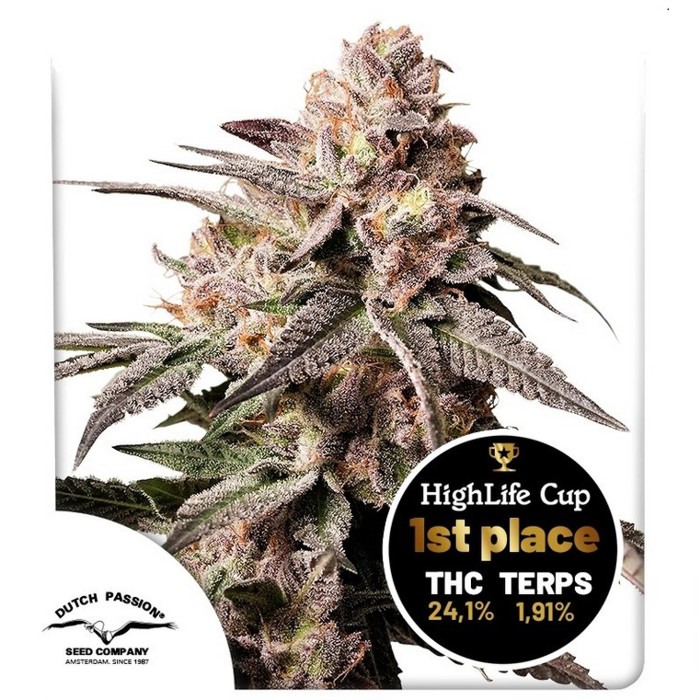 Slush Mint Cake - Dutch Passion