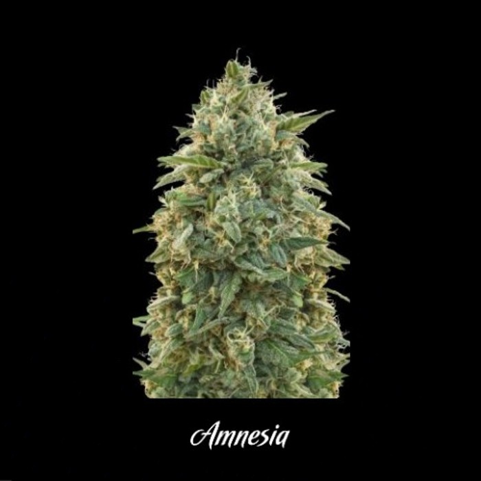 Amnesia - Advanced Seed
