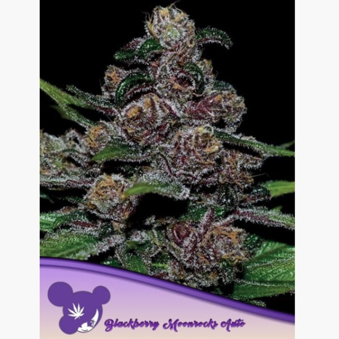 Auto Blackberry Moonrocks® - Anesia seeds