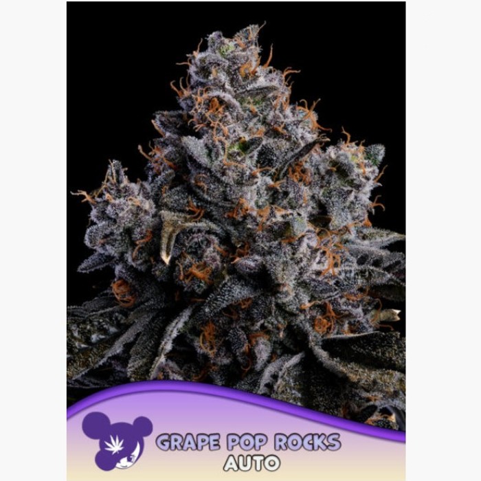 Auto Grape pop rocks - Anesia seeds