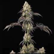 happy life grow shop Lendinara
