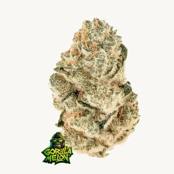 Gorilla Melon - Fast Buds