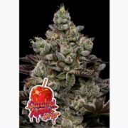 happy life grow shop Lendinara