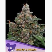 happy life grow shop rovigo