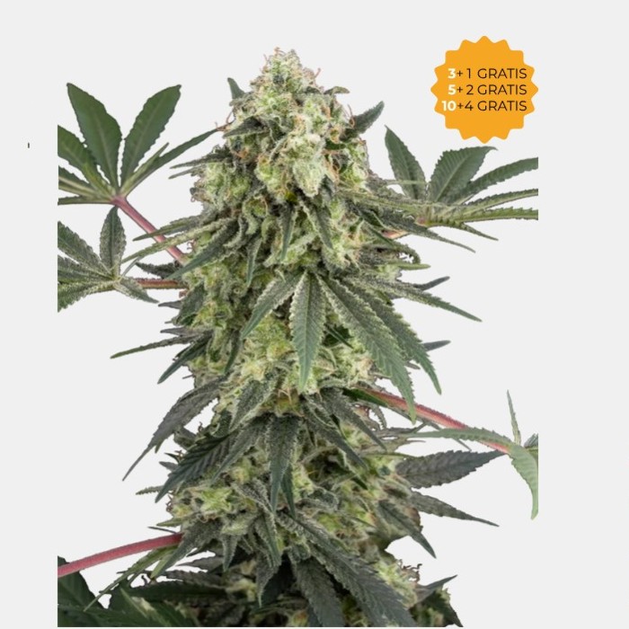 Acai Bacio - White Label Feminizzata