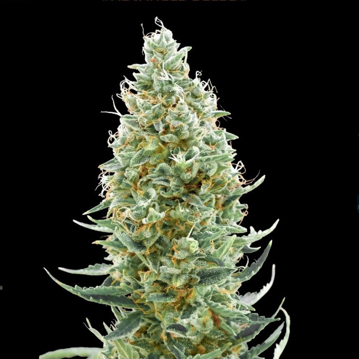 Amnesia Fast - Advanced Seeds