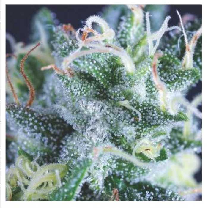 Auto Gelato Pyramid seeds 2