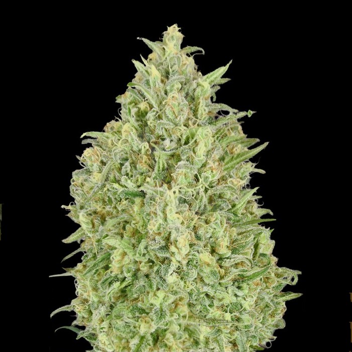 Auto Pineapple Glue - ADAVANCED SEEDS