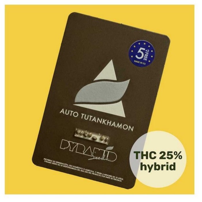 Auto Tutankhamon Pyramid seeds happy life grow shop