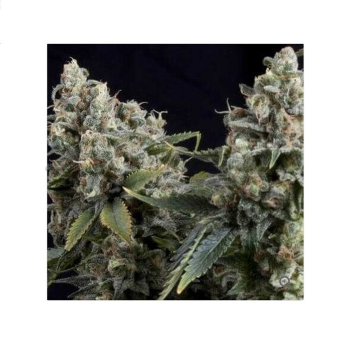 Auto Tutankhamon Pyramid seeds