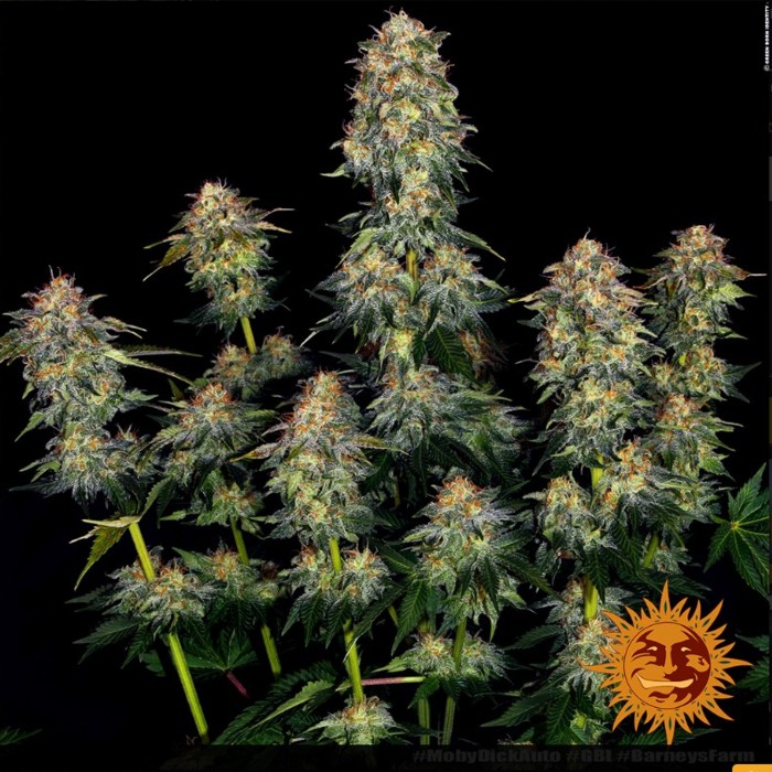 MOBY DICK AUTO - Barneys Farm happy life grow shop