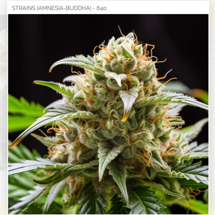 Amnesia x Buddha Kush - Femminizzata - Vision seeds
