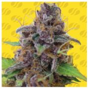 happy life grow shop