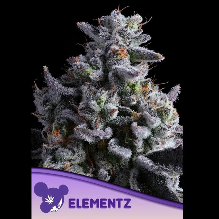 Elementz Femminizzata - Anesia seeds