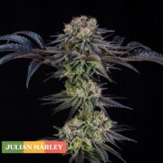 happy life grow shop