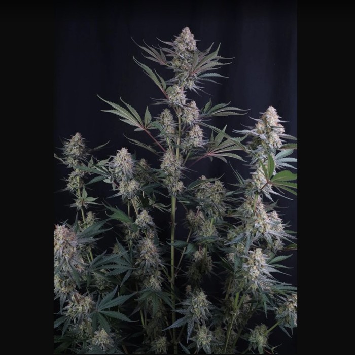 Lemon Tree Auto™ - Fast Buds 42_2 happy life grow shop