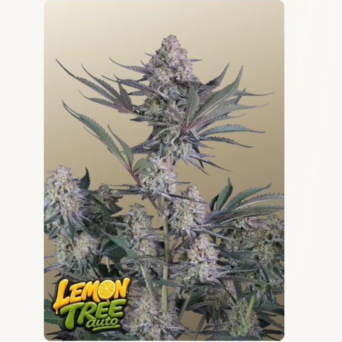 Lemon Tree Auto™ - Fast Buds 42