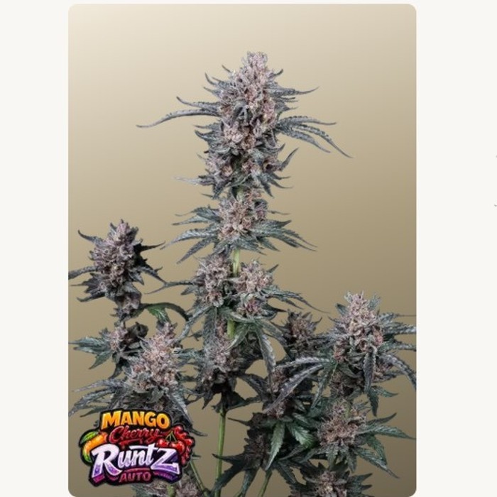 Mango Cherry Runtz Auto™ - Fast Buds 42_1