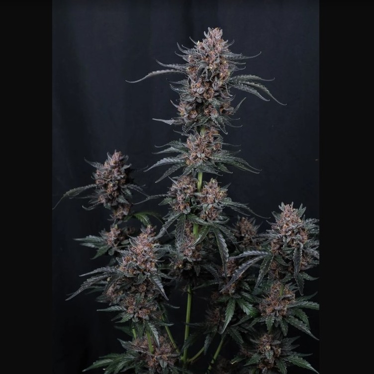 Mango Cherry Runtz Auto™ - Fast Buds 42_2