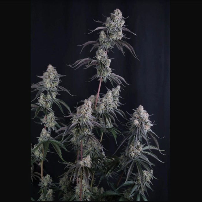 Pineapple OG Auto™ - Fast Buds 2