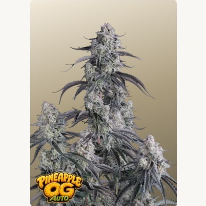 Pineapple OG Auto™ - Fast Buds 3