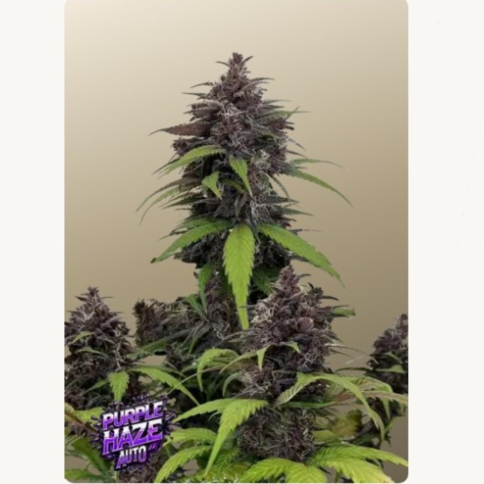 Purple Haze Auto™ - Fast Buds 2